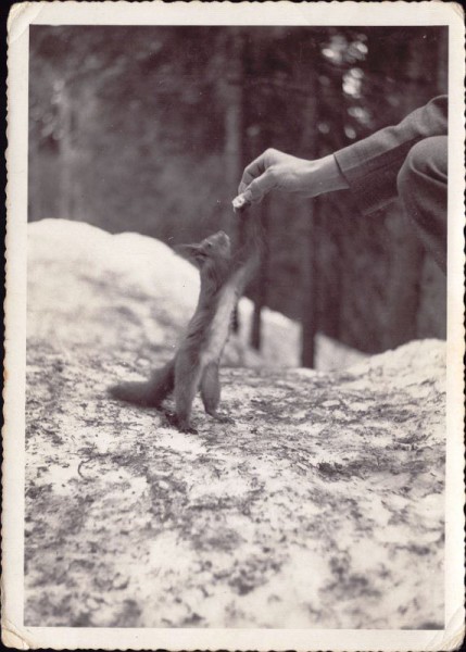 Mann füttert Eichhörnchen