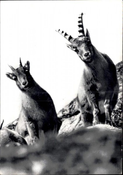 Steinbock und Kitz im Nationalpark Vorderseite