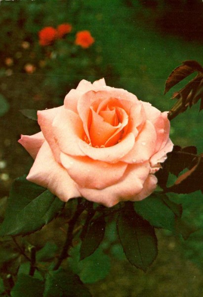 Rose Vorderseite