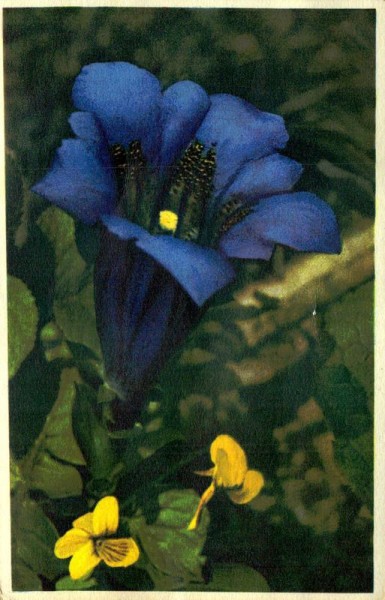 Stengelloser Enzian Vorderseite