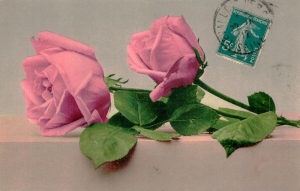 zwei pinke Rosen Vorderseite