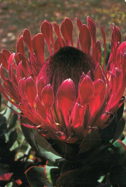 Flora South Africa Vorderseite