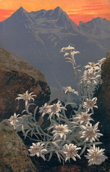 Leontopodium alpinum, Edelweiss Vorderseite