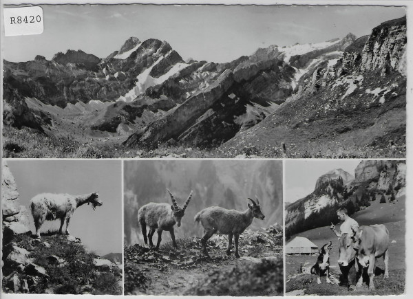 Im Alpstein - Ziege - Steinböcke - Kuh