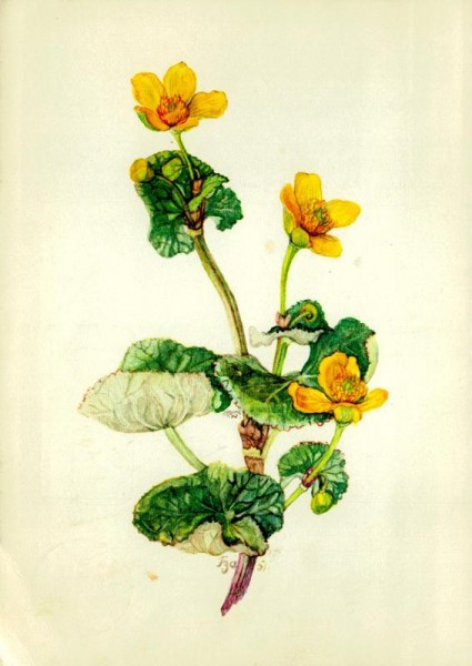 Sumpfdotterblume Vorderseite