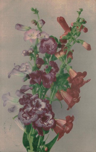 Blumenstraus Vorderseite