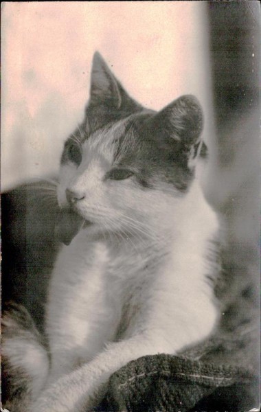 Katze Vorderseite