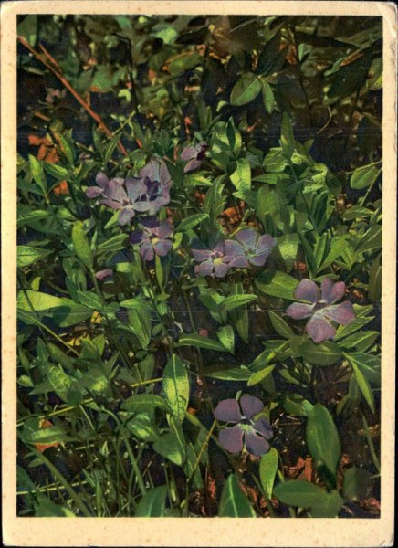 Apocynaceae Vorderseite