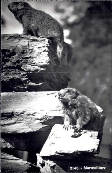 Murmeltiere Vorderseite