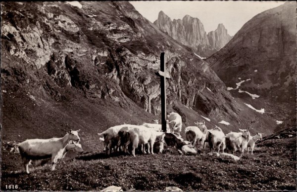 Geissen vor den Kreuzbergen im Alpstein