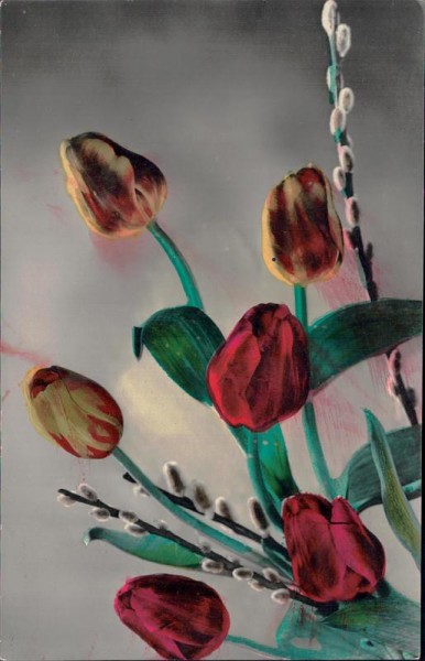 Tulpen Vorderseite