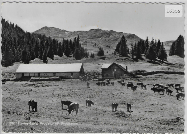 Flumserberg - Prodalp mit Prodkamm - Kühe vaches cows