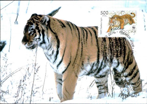 Sibirischer Tiger Vorderseite