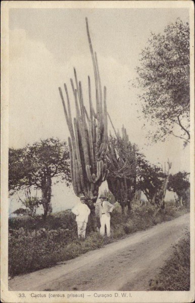 Cactus, Curacao