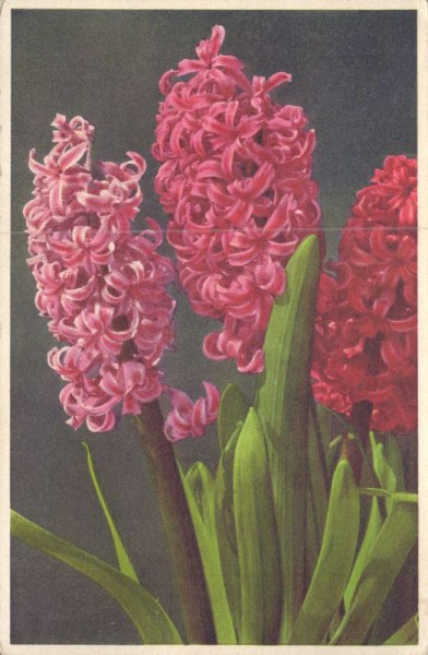 Hyacinthen
