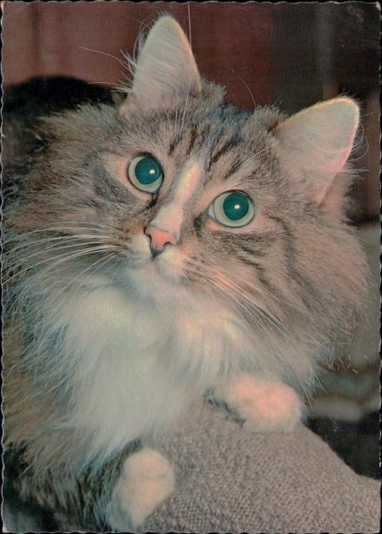 Katze Vorderseite