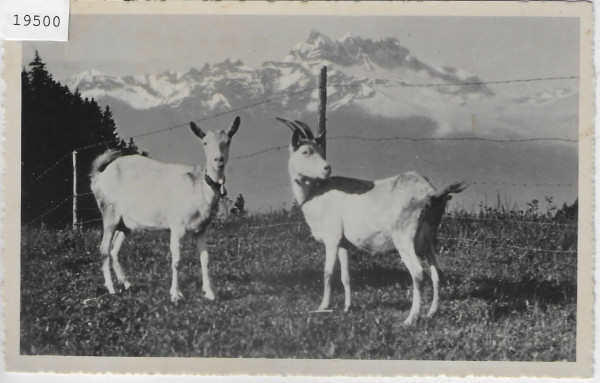 Leysin - Les Dents du Midi - Ziegen chevres goat