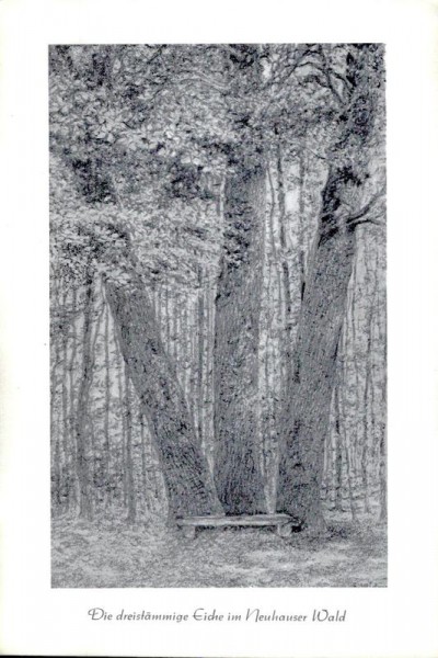 Dreistämmige Eiche im Neuhauser Wald Vorderseite