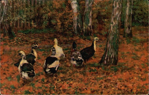 Enten Vorderseite