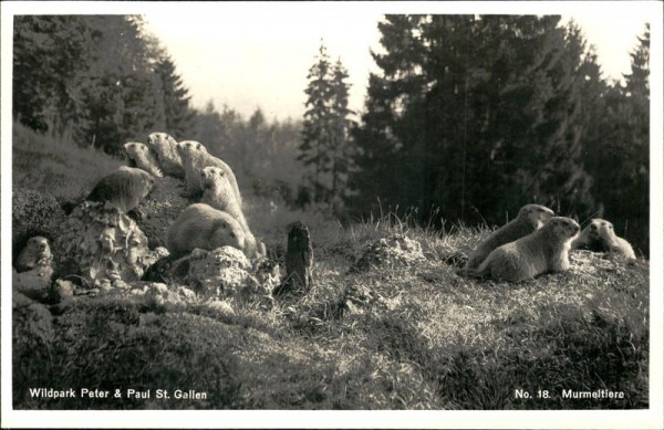 St. Gallen, Wildpark Peter und Paul, Murmeltiere Vorderseite