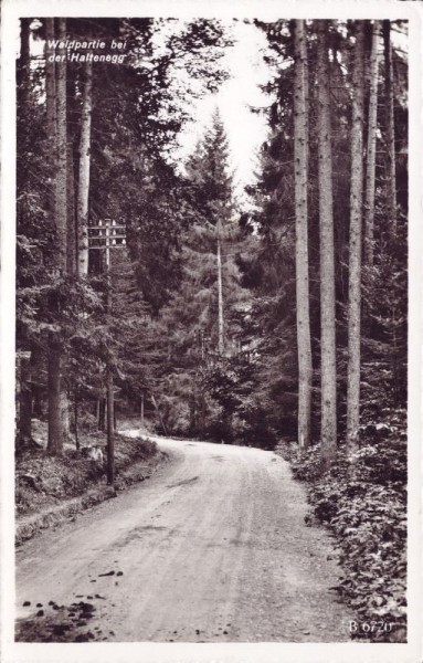 Waldpartie bei der Haltenegg