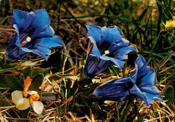 Stengelloser Enzian Vorderseite