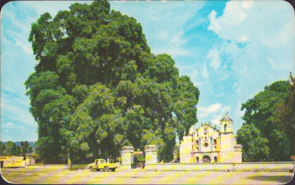 El Arbol del Tule, Oaxaca