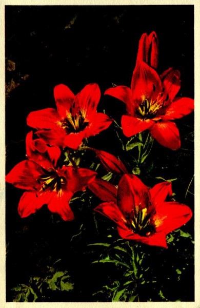 Feuerlilie Vorderseite