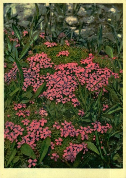 Stielloses Leimkraut Vorderseite