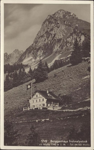 Mollis Vorderseite