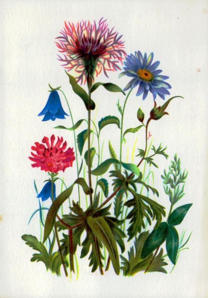 Feldblumen Vorderseite