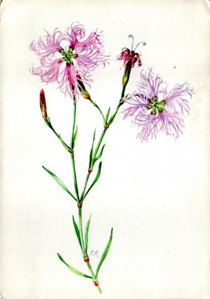 Feder-oder Schleiernelken Vorderseite