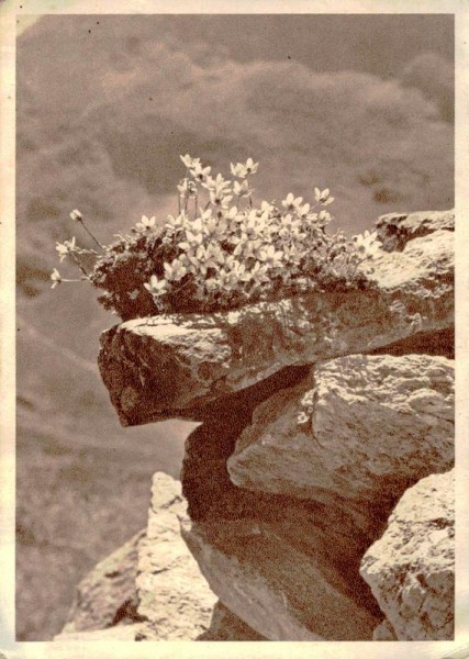 Steinbrech Vorderseite