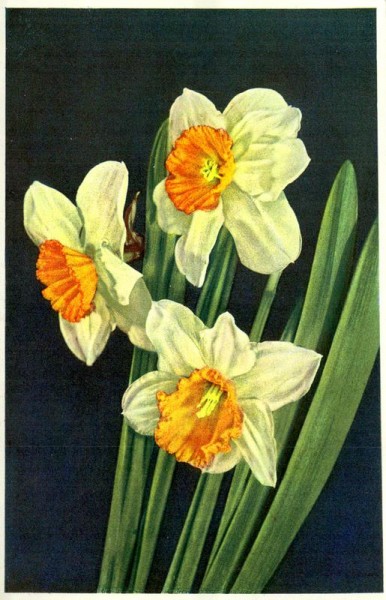 Narcissus poeticus Vorderseite
