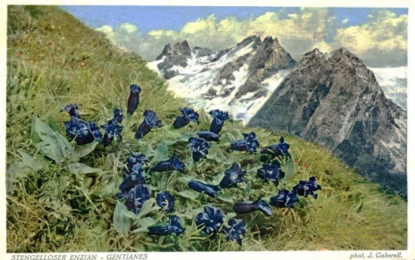 Stengelloser Enzian Vorderseite