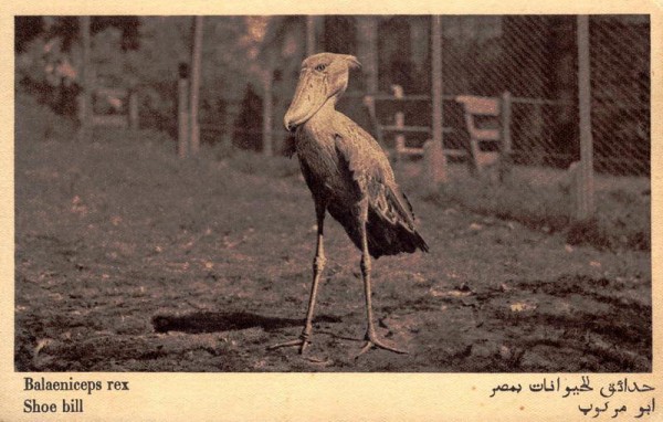 Balaeniceps Rex Vorderseite