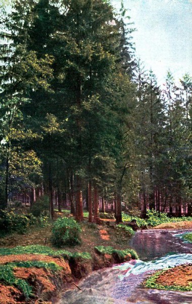 Bach im Wald Vorderseite