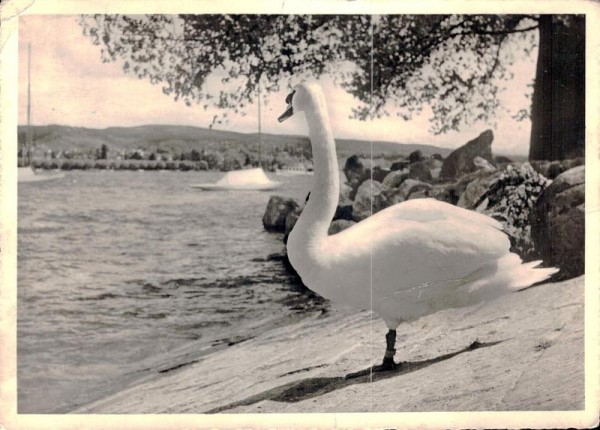 Zürich am Zürichsee, Schwan Vorderseite