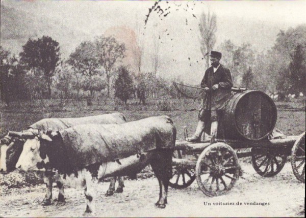 Un voiturier de vendanges