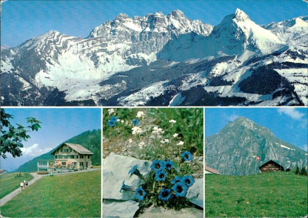 Mollis Vorderseite