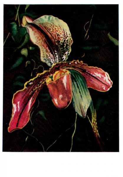 Orchidée Vorderseite