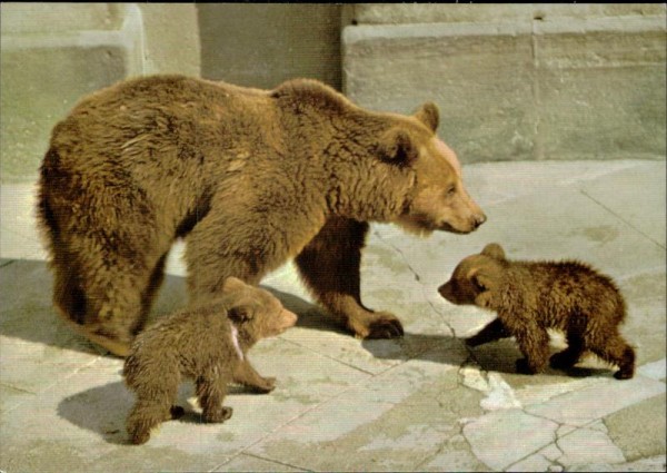 Bern - Junge Bären im Bärengraben Vorderseite