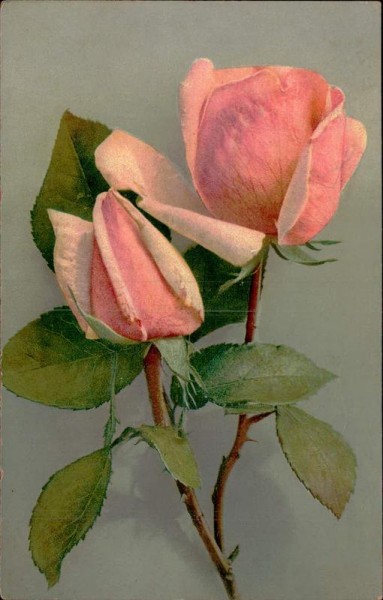 Rose Vorderseite
