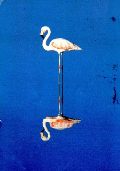 Flamingo Vorderseite