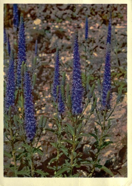 Aehringer Ehrenpreis Vorderseite