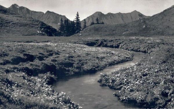 Auf Unter-Elsigenalp, Partie am Elsigenbach. Ladholzhorn u. Hohniesen. Vorderseite