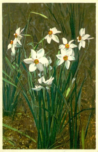 Narcisse Vorderseite