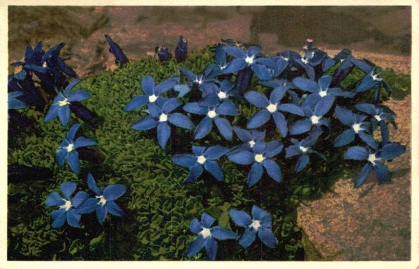 Bayrischer Enzian Vorderseite