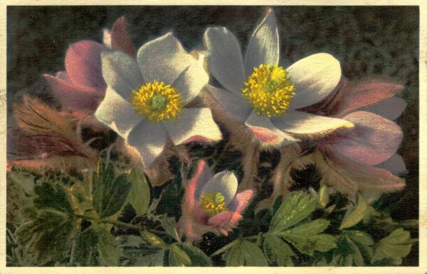 Frühlings-Anemone Vorderseite