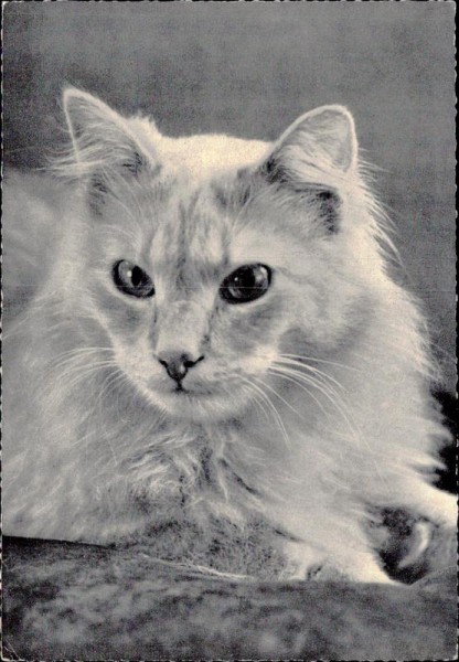 Katze Vorderseite